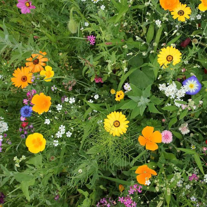Fleurs sauvages et cultivées