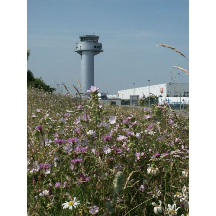 Semences Prairie fleurie 70/30 - Ecosem