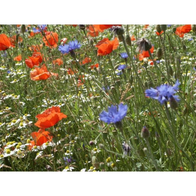 Semences Fleurs sauvages pures - Ecosem